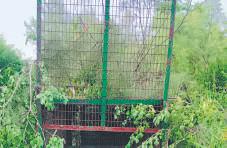 Leopard trap set in north Delhi village