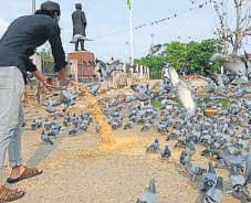 Pigeon faeces poses health risk; MCD calls for checks