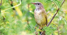 Long-billed Bush Warbler sighted in India after 46 yrs