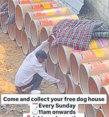 PAWS FOR WARMTH: DELHIITES BUILD BEDS FOR THE VOICELESS