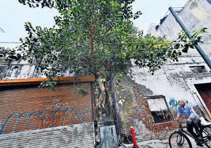 Peepal vs Connaught Place