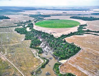 Can the loss of a rainforest be compensated?