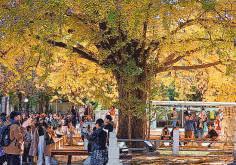 Age never seems to weary majestic ginkgo guards