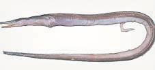 Researchers discover new deep-sea eel species in Arabian Sea