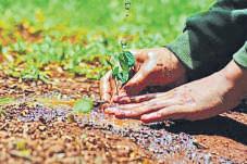 UP aims to scale new green peak, plant 37 crore saplings in a day tomorrow