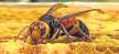 U.P. mulls disaster tag for bee attack deaths