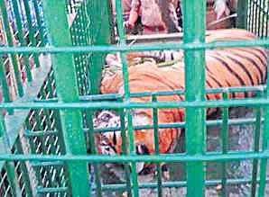 Tigress that killed three in Pilibhit rescued
