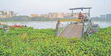 NGT forms joint committee to look into residents’ grievances about Powai Lake