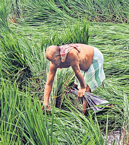 CETA boosts India’s farm, food exports