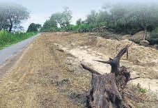 UP disputes FSI findings on 'excessive' tree felling