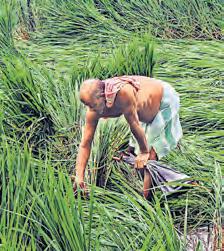 CETA boosts India’s farm, food exports