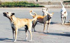 MCD panel to fast-track sterilisation of canines