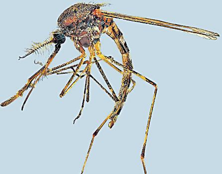 { NOT COLD ENOUGH ANYMORE } Bastion breached: Mosquitoes found in Iceland for first time as warming climate triggers buzz