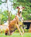 In a first, 150 indigenous dogs getting commando op training