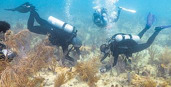 Scientists transplant crossbred corals to save Miami reefs