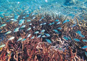 Lakshadweep archipelago’s coral cover declined by 50% over 24 years