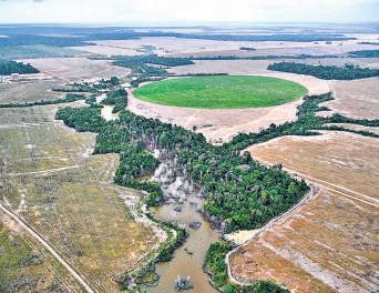 Can the loss of a rainforest be compensated?