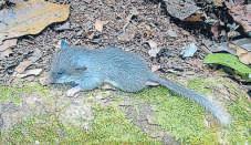 Scientists trace origins of Western Ghats Tree Mouse