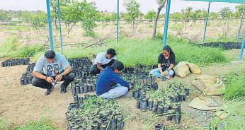 Model native grass nursery’s success offers hope for ecosystem revival