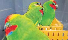 20 wild exotic animals seized at airport; 2 passengers held