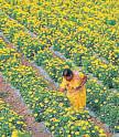 Maha govt bans artificial flowers