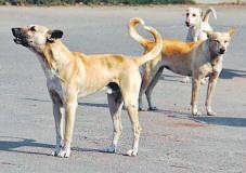 After Hadapsar project fails, PMC to now set up new 24x7 veterinary hospital in Bhugaon