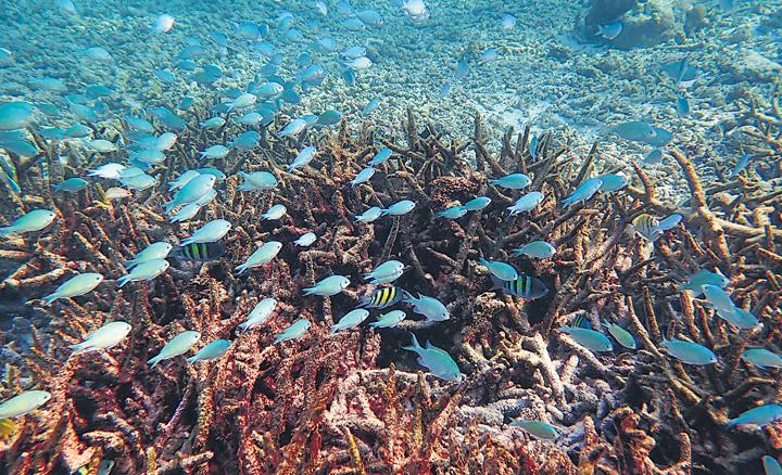 Lakshadweep’s coral cover halved in 24 yrs