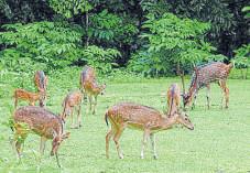 Civic body questions z00 authorities after report of deer deaths