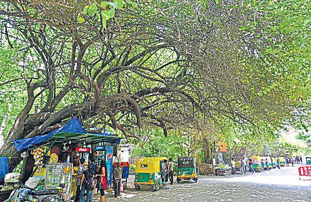 72 trees to be transplanted as police HQ undergoes revamp