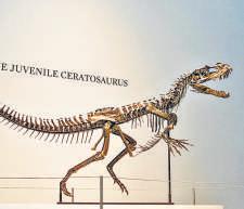Ceratosaurus skeleton auctioned for $30mn at Sotheby’s