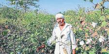 Naturally coloured cotton revival hit by funding woes
