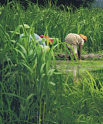 Farm scheme to open wider for agritech cos