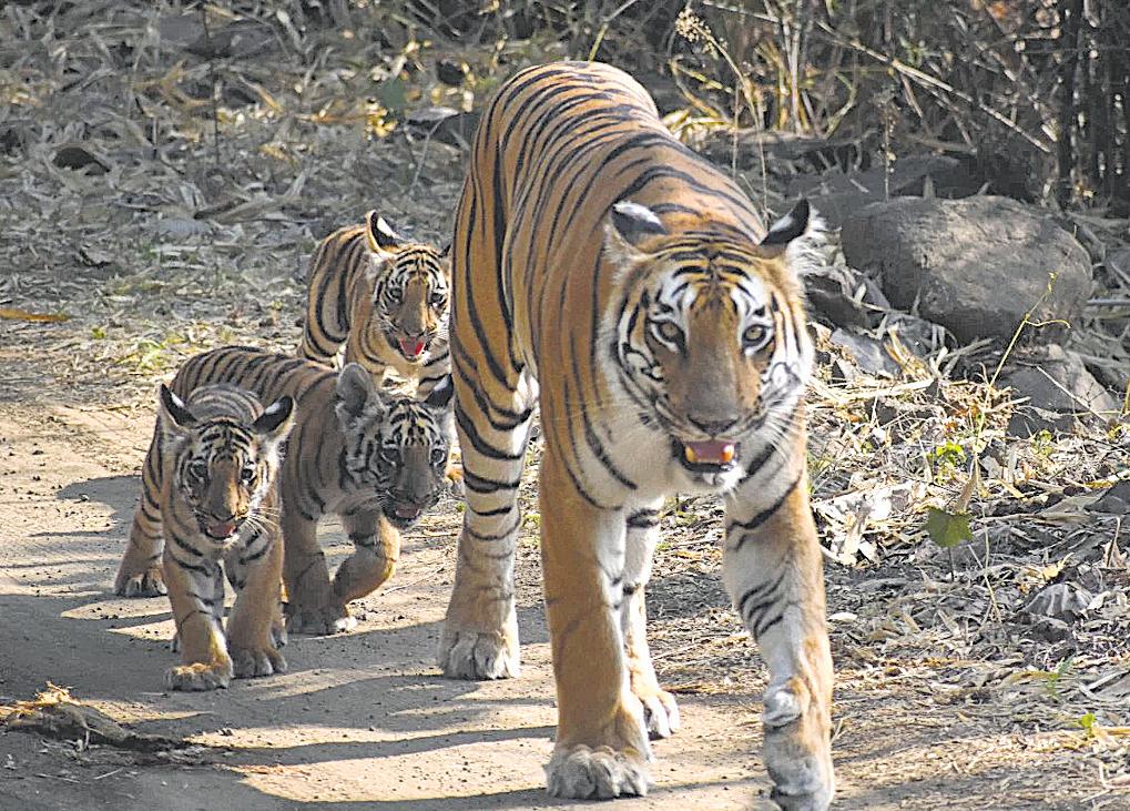 A weekend with Tipeshwar sanctuary's women guides