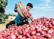 ‘Onion buffer plan curbs price swings’