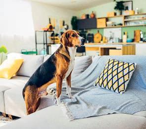 Perils pets face at home