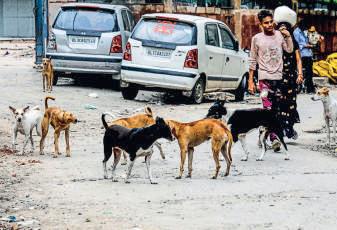 SC may ask states to pay hefty compensation for dog bites