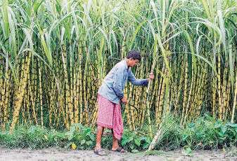 FAO flags El Nino risk to India's crops, monsoon