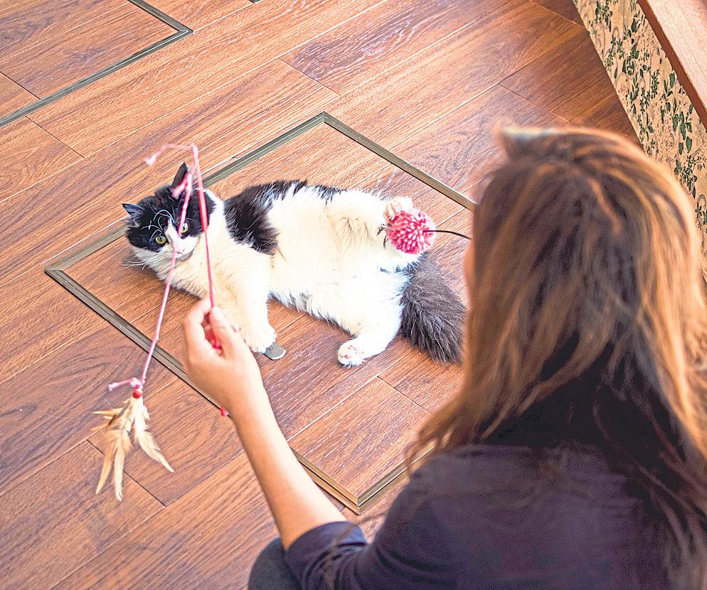 When pets gain weight