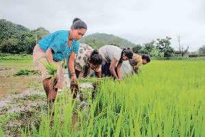 Summer sowing of rice, maize down; pulses sees uptick