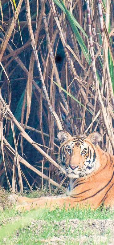 SUGARCANE TIGER