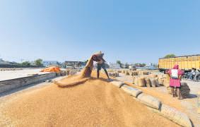 Early-maturing tur varieties aim to boost pulses output