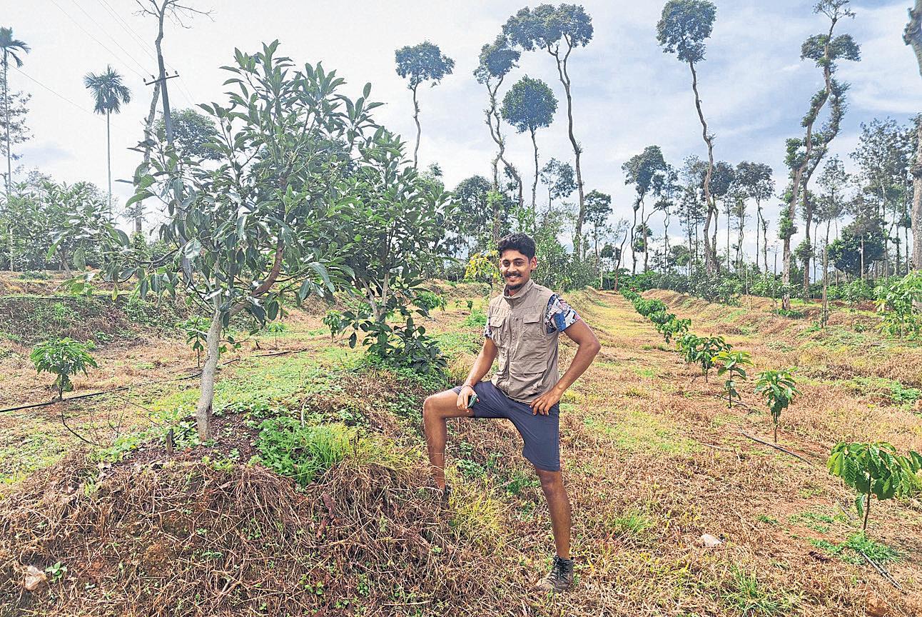 CAN AZTEC'S 'TESTICLE' MAKE INDIAN FARMERS RICH?
