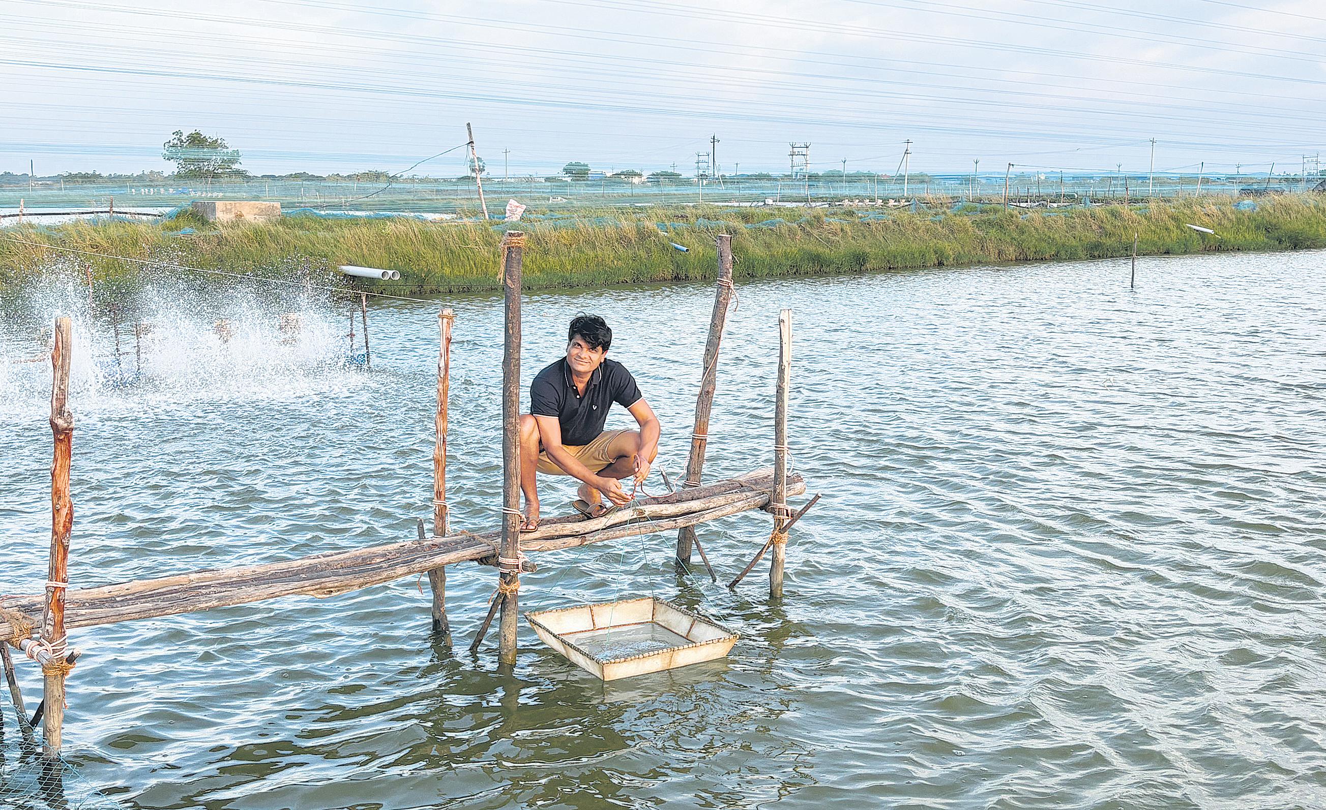 'ATMANIRBHAR' SHRIMP: BETTER TASTE OF SURVIVAL?