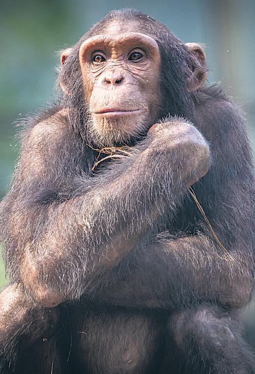 Tech leaders think AI is smart but chimps may beg to differ