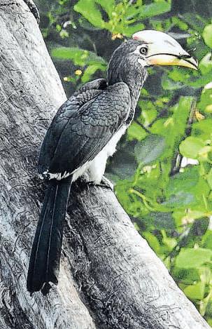 The ghosts that the wind and wildlife mimic