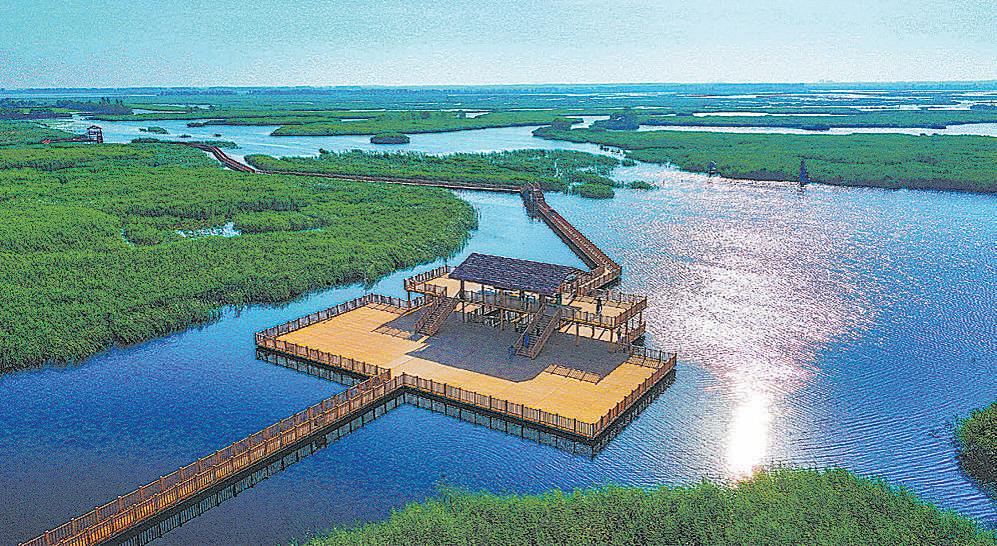 Reed all about it: the humble plant given a new burst of life