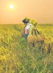 Indian rice exports helped cool global prices, says WTO