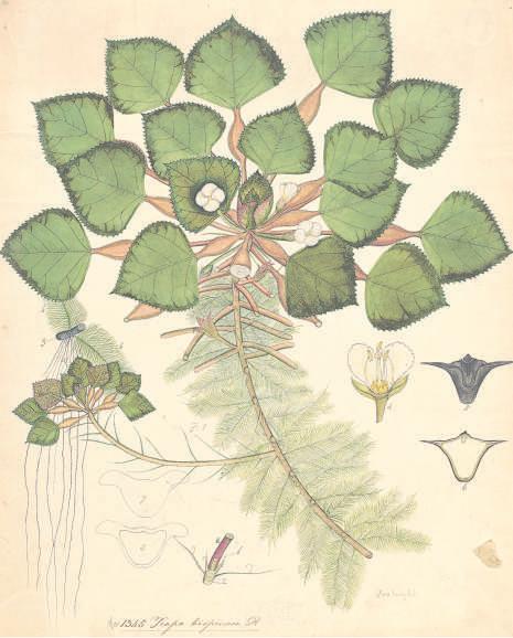 The unseen hands behind India's rich botanical history