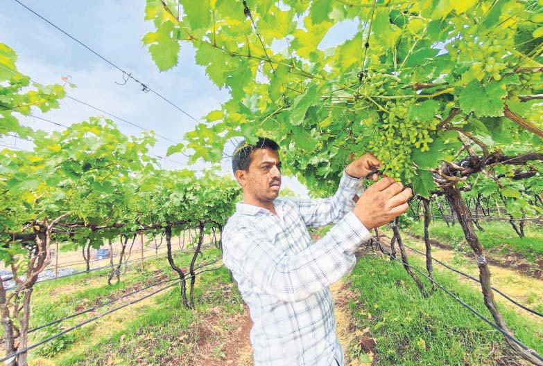 HOW NASHIK BECAME INDIA'S GRAPE CAPITAL
