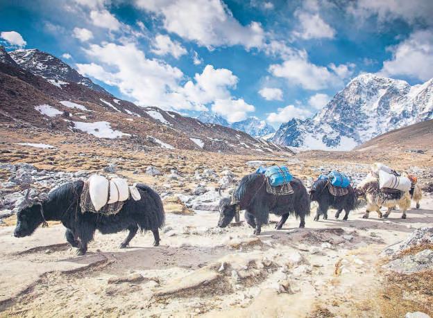 The last yak herders of the Mustang Valley